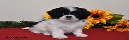 Shih Tzu dogs for sale: Sophie - Ad 1