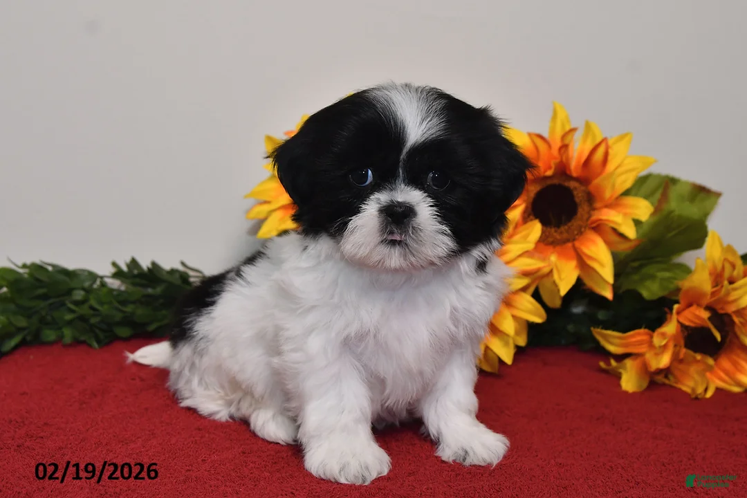Shih Tzu dogs for sale: Sophie - Ad 1