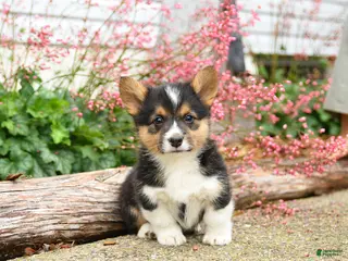 Welsh Corgi Pembroke dogs for sale: Pirate - Ad 2