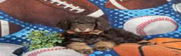 Mini Bernedoodle dogs for sale: Adken Hypoallergenic - Ad 5