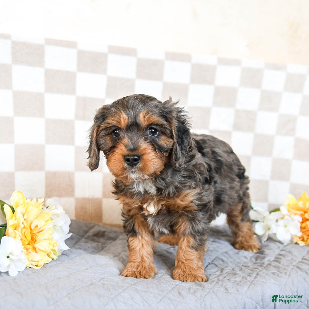 Cavapoo dogs for sale: Rover - Ad 2
