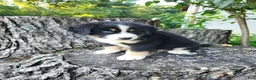 Mixed Breed dogs for sale: Buddy  - Ad 3