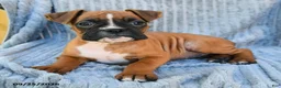 Boxer dogs for sale: Birdie - Ad 3