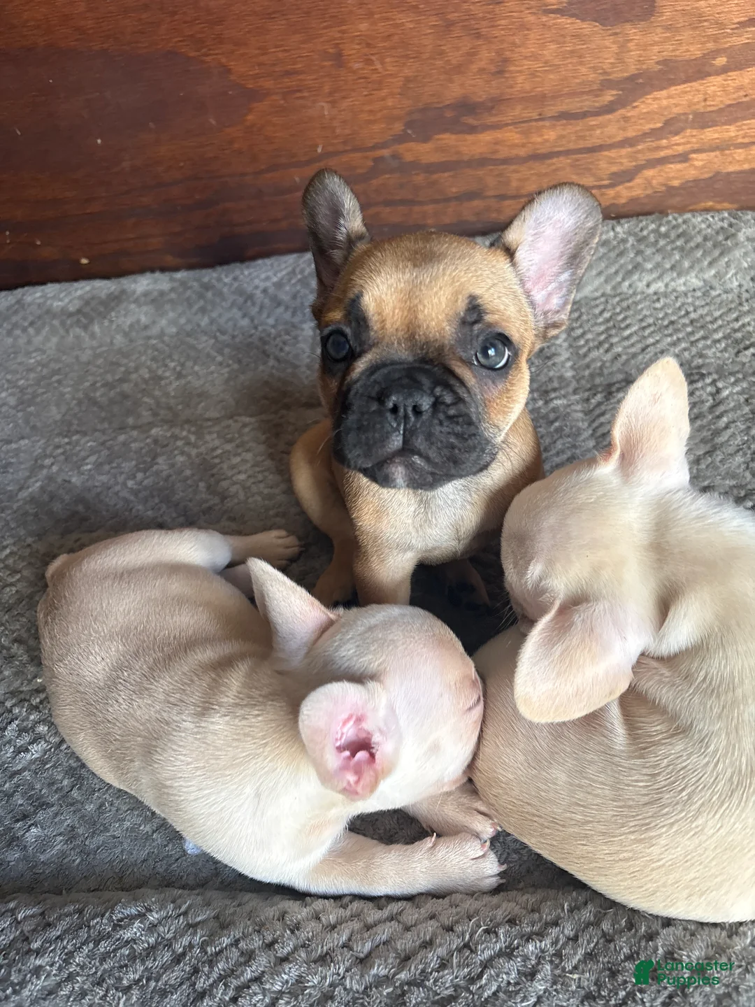 French Bulldog dogs for sale: French Bulldog Puppy 3 - Ad 2