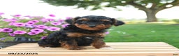 Mixed Breed dogs for sale: Tulip - Ad 2