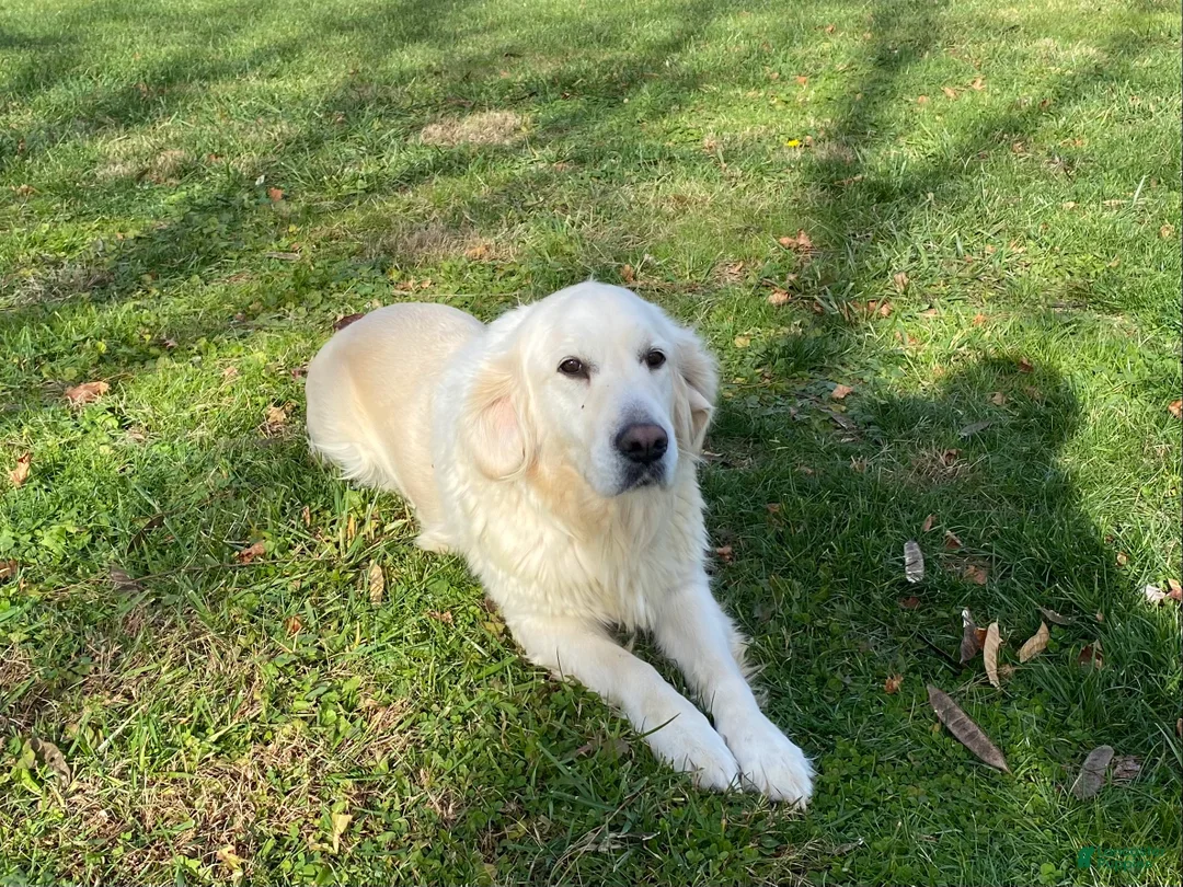 Mini Goldendoodle dogs for sale: Navy  - Ad 5