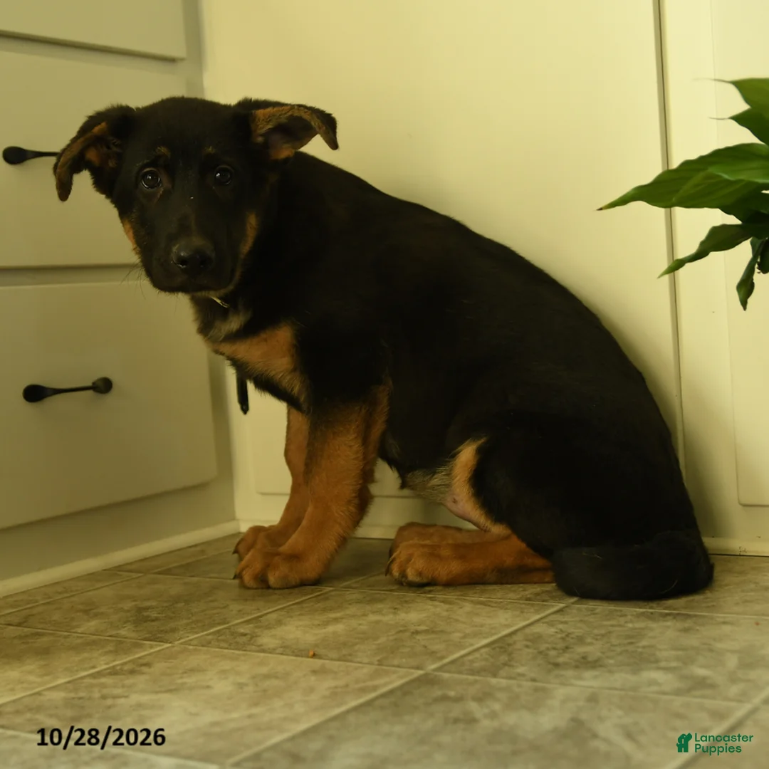 German Shepherd dogs for sale: Athena - Ad 2