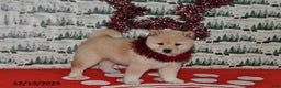 Shiba Inu dogs for sale: Benji - Ad 2