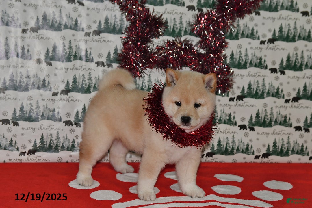 Shiba Inu dogs for sale: Benji - Ad 2