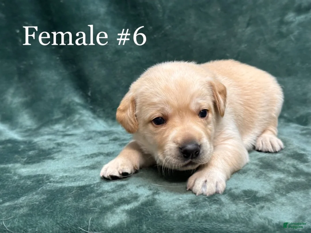 Labrador Retriever dogs for sale: Girl 1  - Ad 1