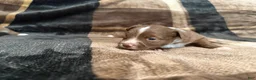 Toy Australian Shepherd dogs for sale: Toy Australian Shepherd 1 - Ad 2