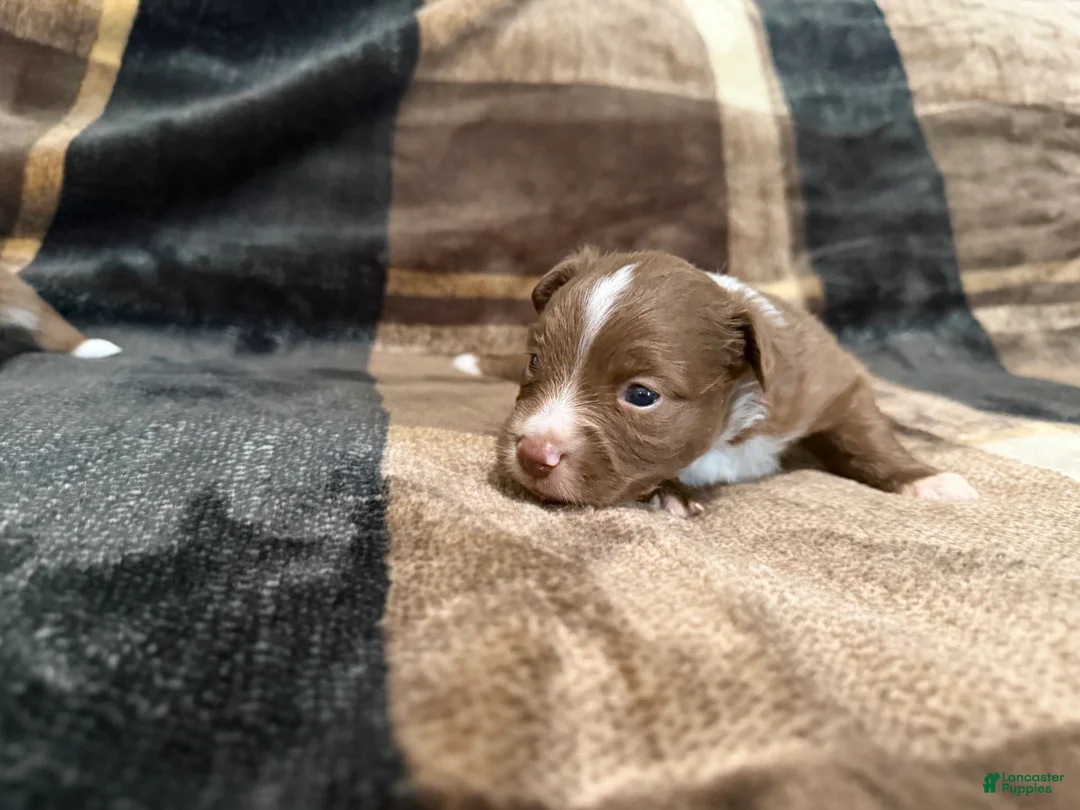 Toy Australian Shepherd dogs for sale: Toy Australian Shepherd 1 - Ad 2