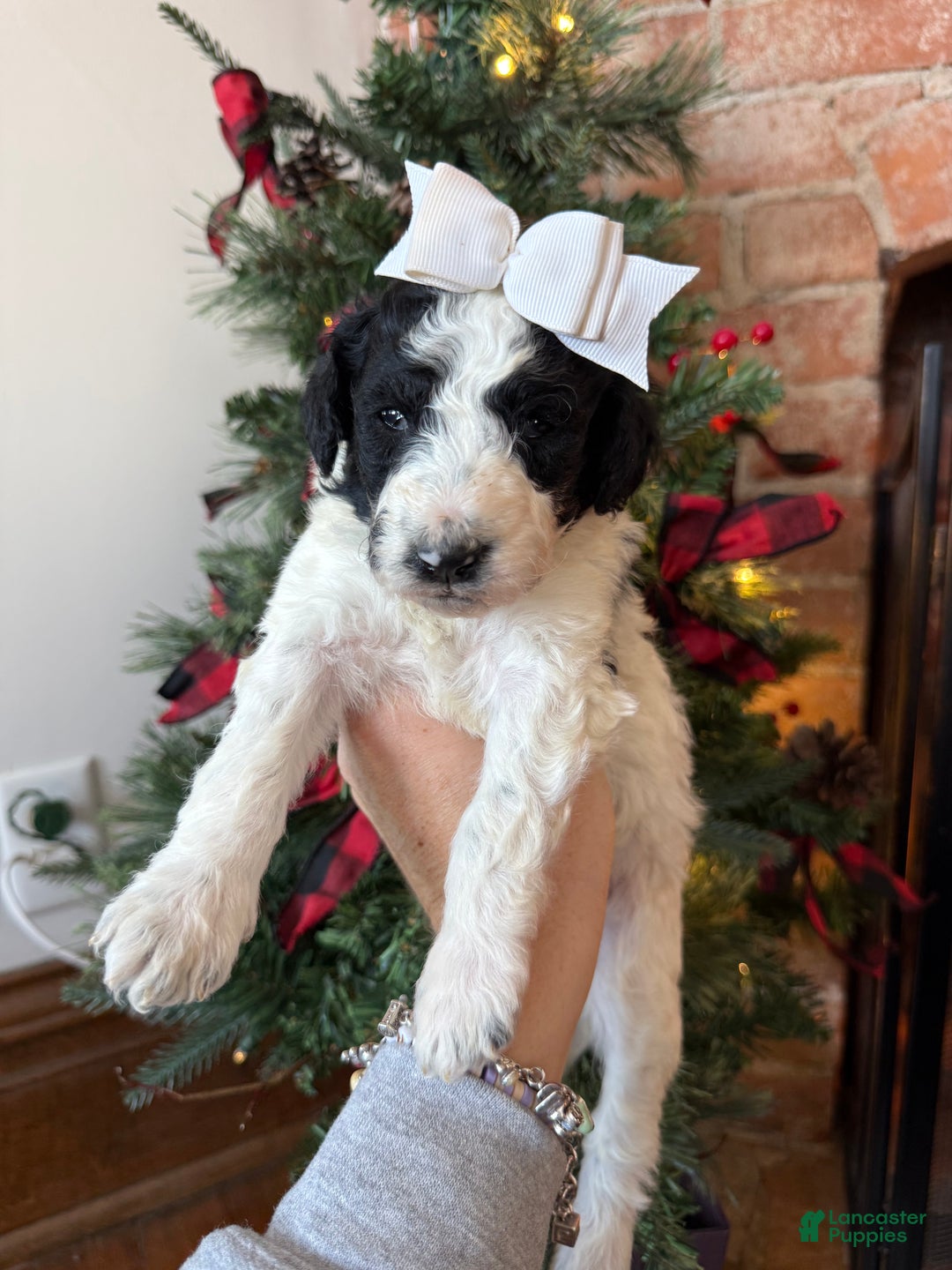 Mixed Breed dogs for sale: Patty - Ad 5