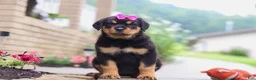 Rottweiler dogs for sale: Darla - Ad 1
