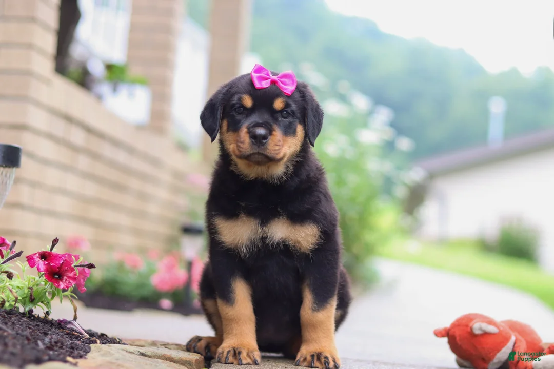 Rottweiler dogs for sale: Darla - Ad 1