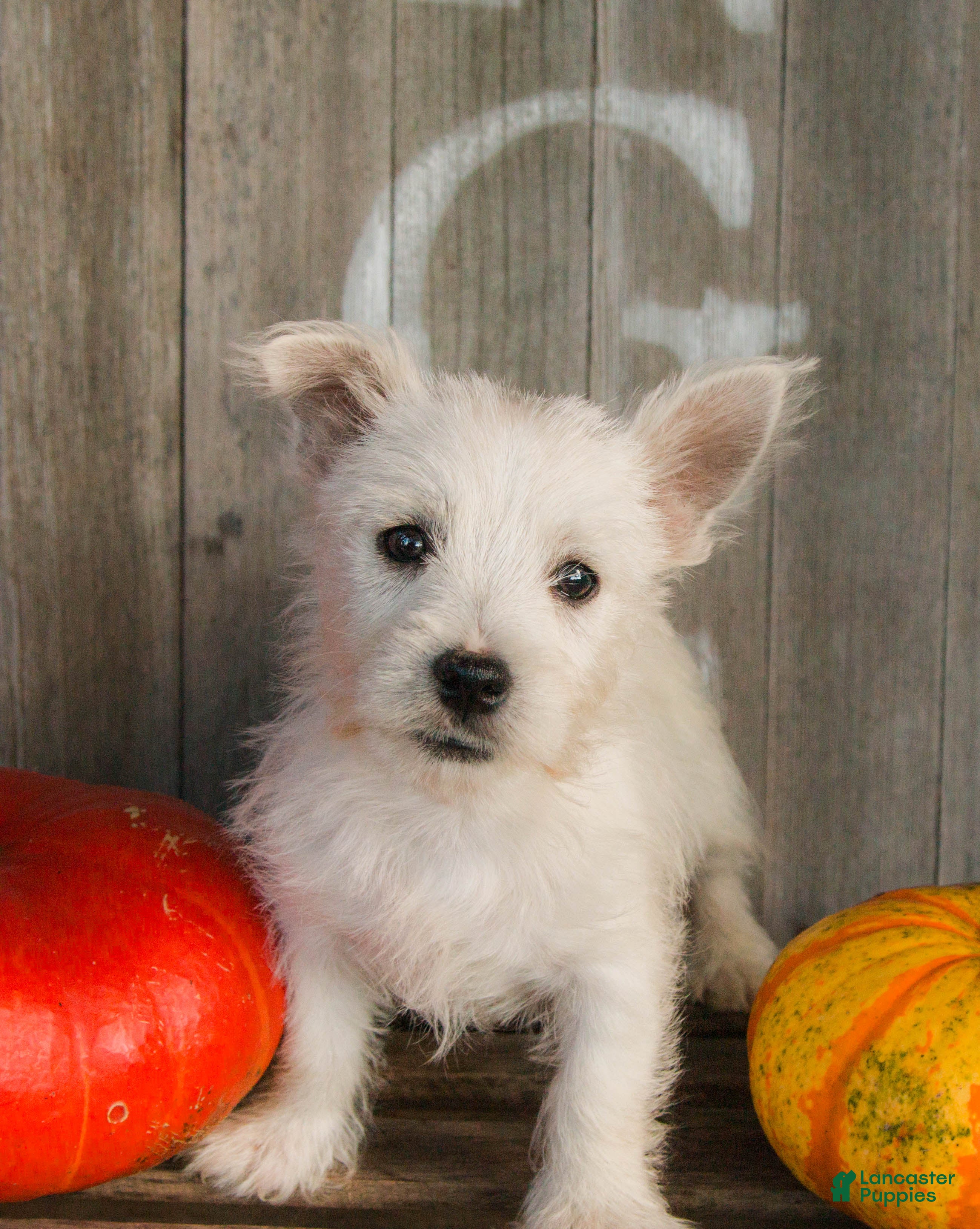 West Highland Terrier dogs for sale: Acorn - Ad 1