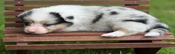 Mixed Breed dogs for sale: Full Tail Girl - Ad 4