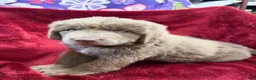 Newfoundland dogs for sale: Newfoundland 1 - Ad 4