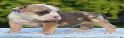 Mixed Breed dogs for sale: Willow mini bulldog hybrid  - Ad 7