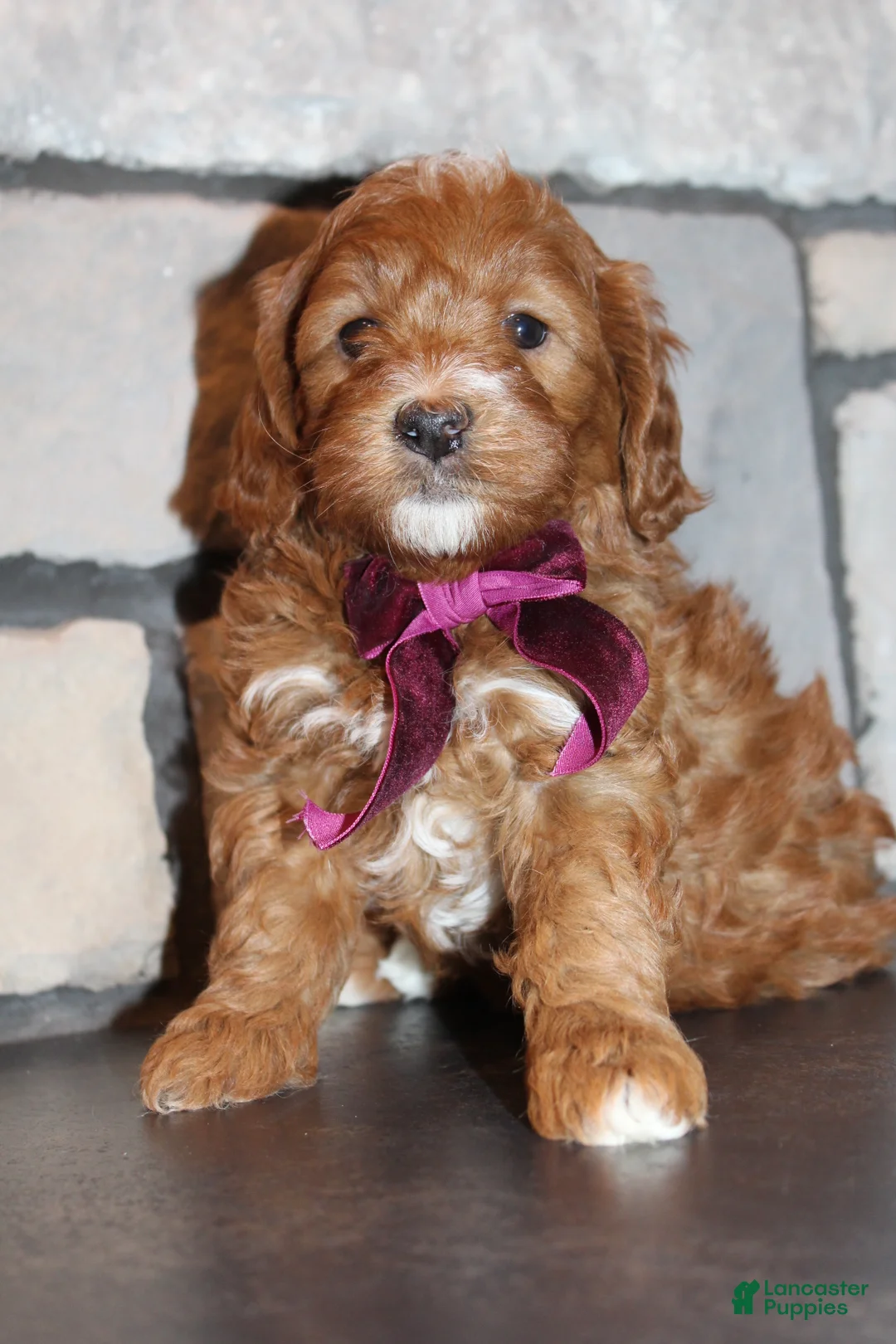 Gallery Image {{count}}