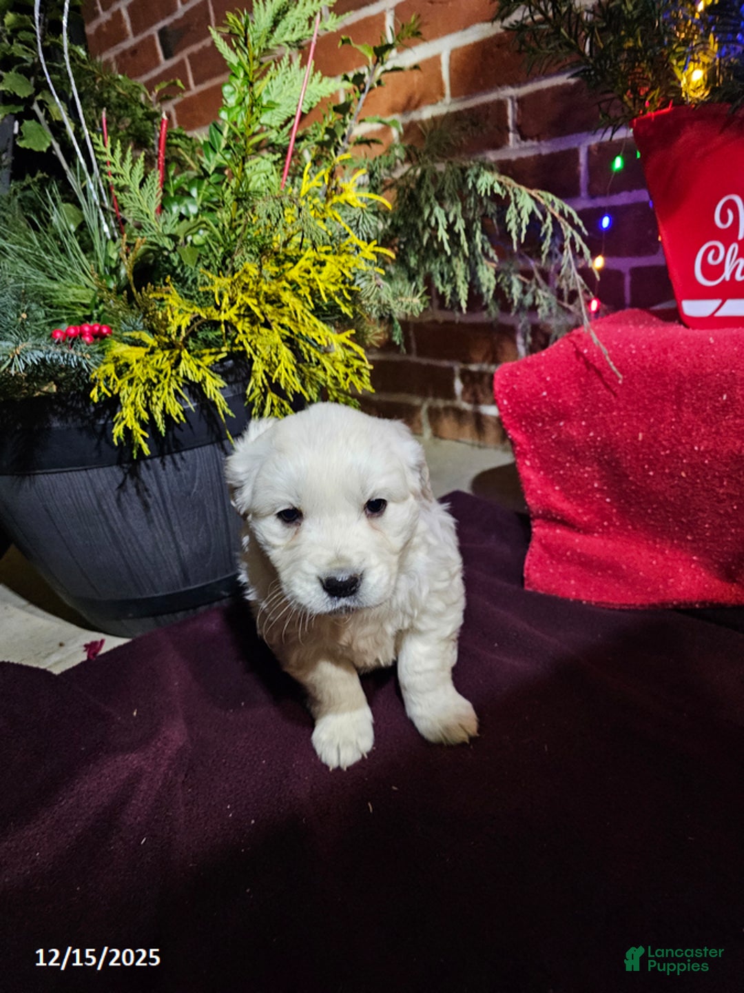 Golden Retriever dogs for sale: Kaitlyn - Ad 3