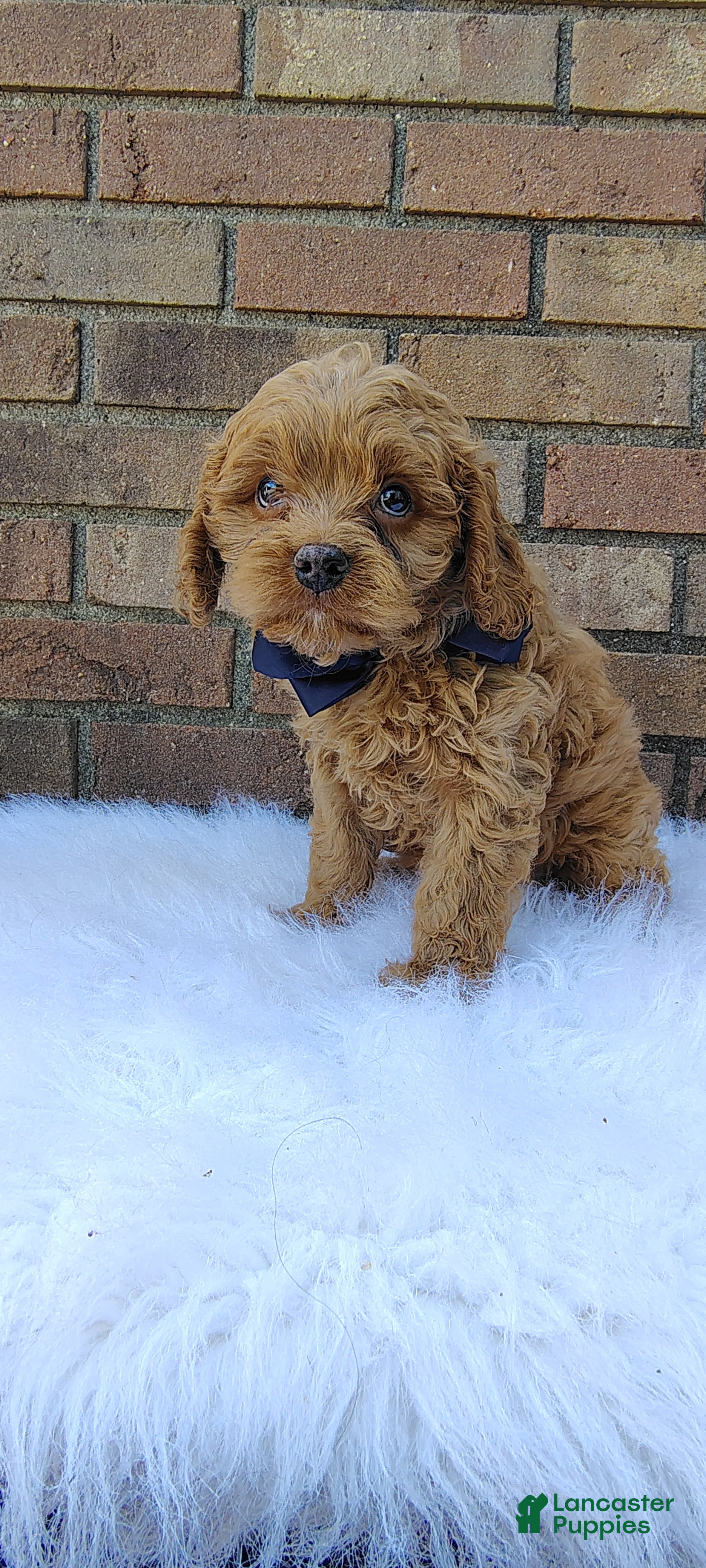 Cavapoo dogs for sale: Max - Ad 2