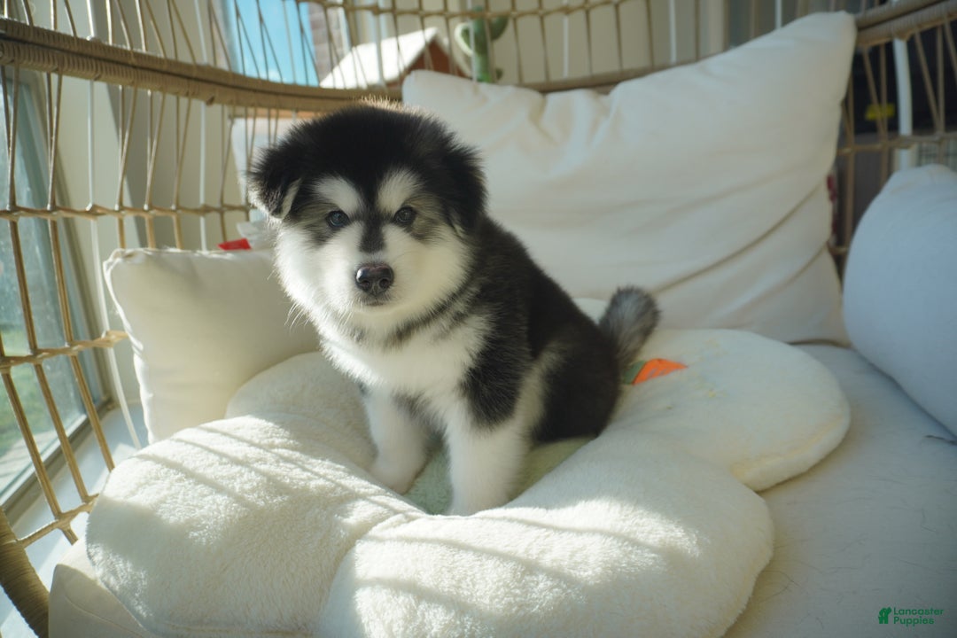 Alaskan Malamute dogs for sale: Xiao Huang - Ad 18
