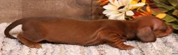 Miniature Dachshund dogs for sale: Blaze if a red smooth male - Ad 4