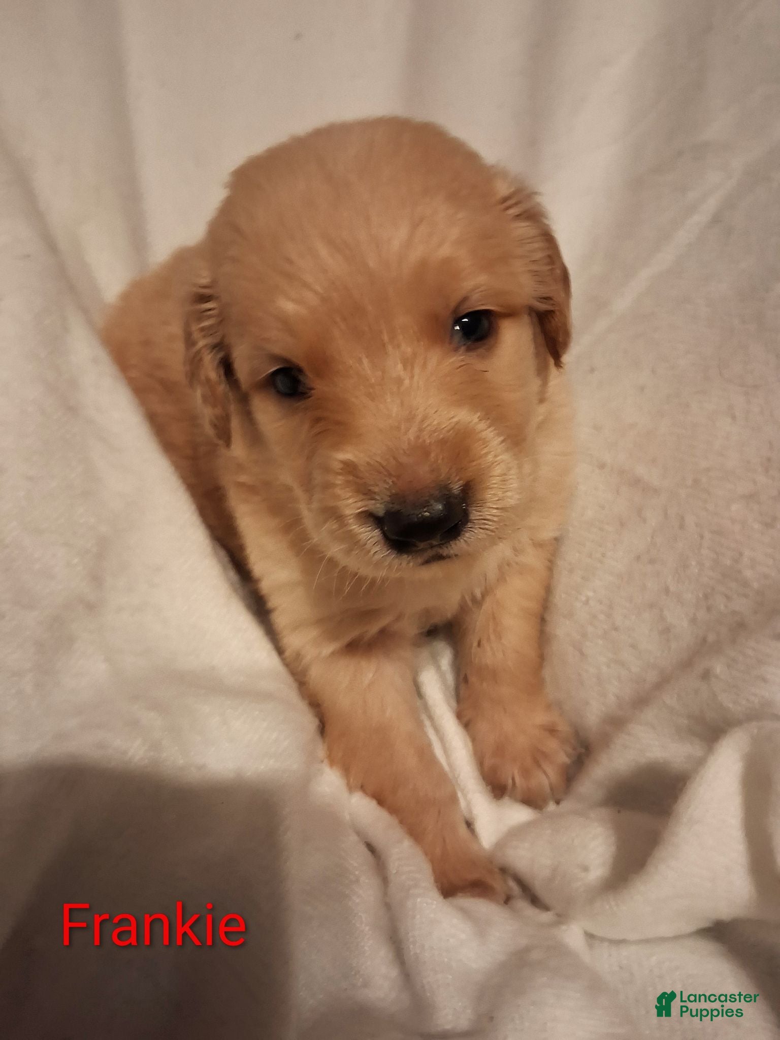 Golden Retriever dogs Golden Retriever 4 - Ad 31