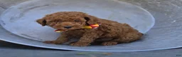 Toy Poodle dogs for sale: Jimmer - Ad 4