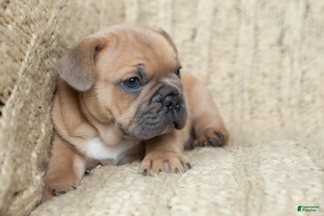French Bulldog dogs for sale: Pauly AKC - Ad 2