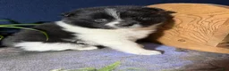Pomeranian dogs for sale: Barney - Ad 7
