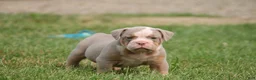 Olde English Bulldogge dogs for sale: Bluegates JOKER - Ad 2