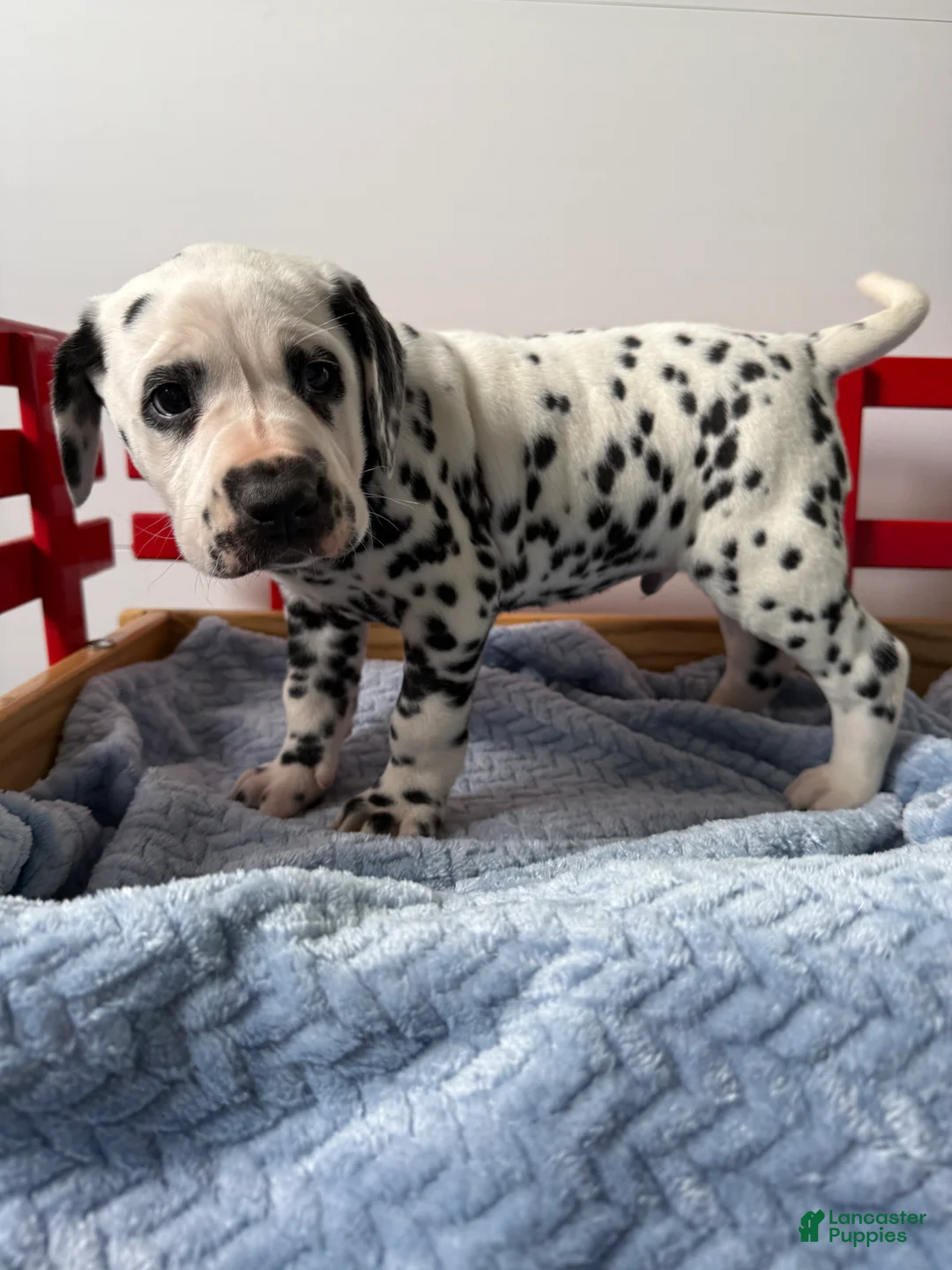 Dalmatian dogs for sale: Stanley - Ad 2