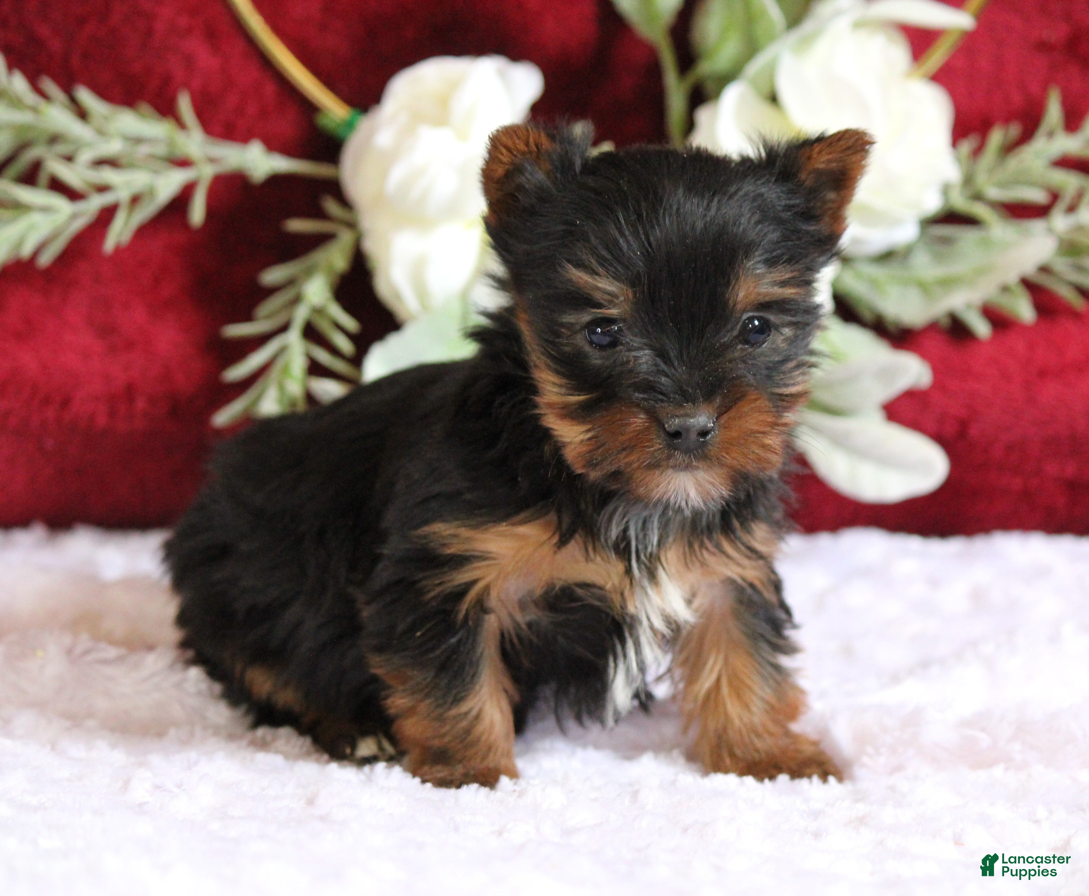 Yorkshire Terrier dogs Dakota - Ad 2