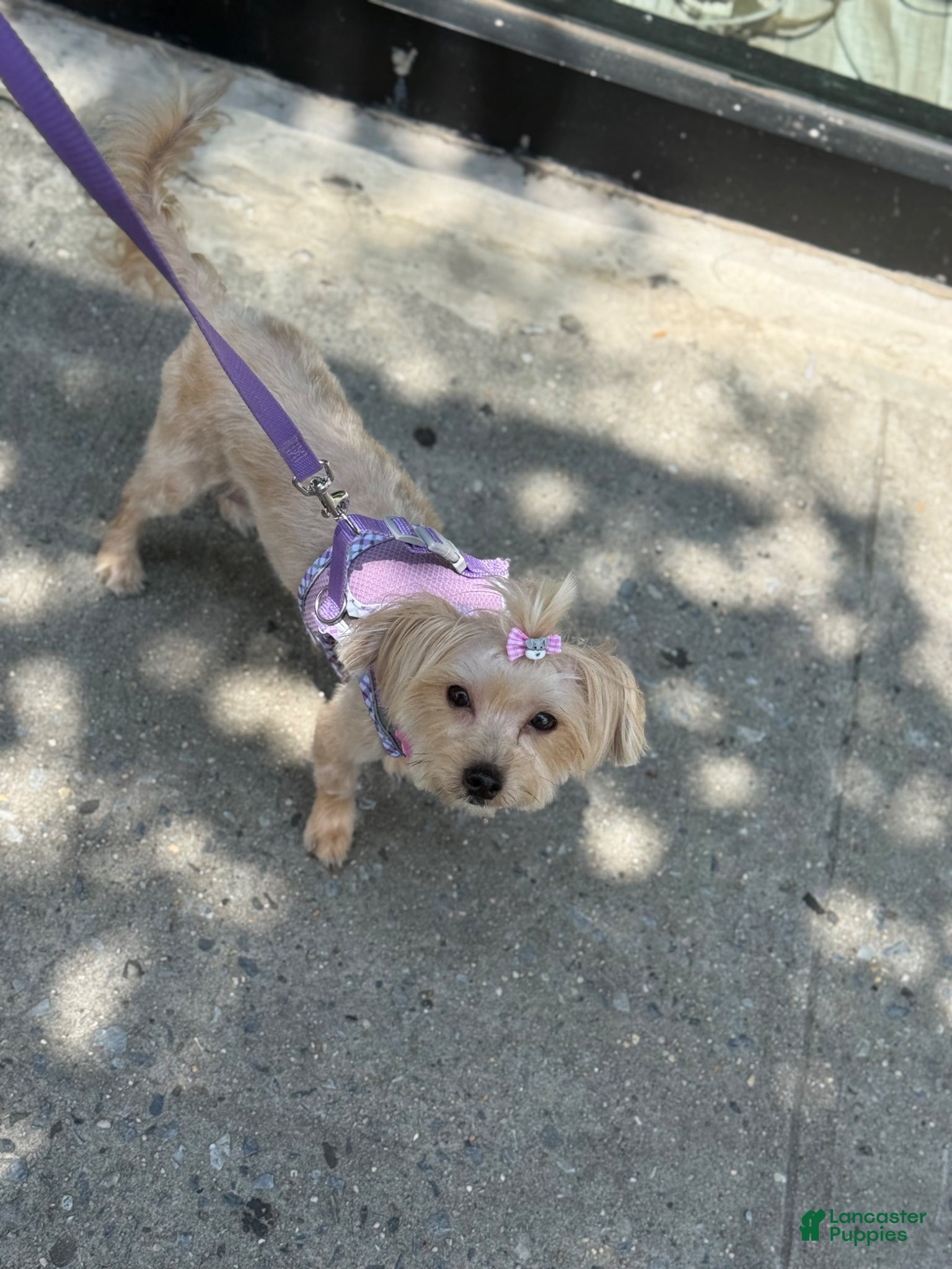 Mixed Breed dogs Yorkie Bichon Puppy 3 - Ad 2