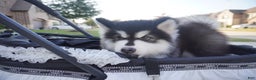 Alaskan Malamute dogs for sale: Xiao Zi - Ad 17