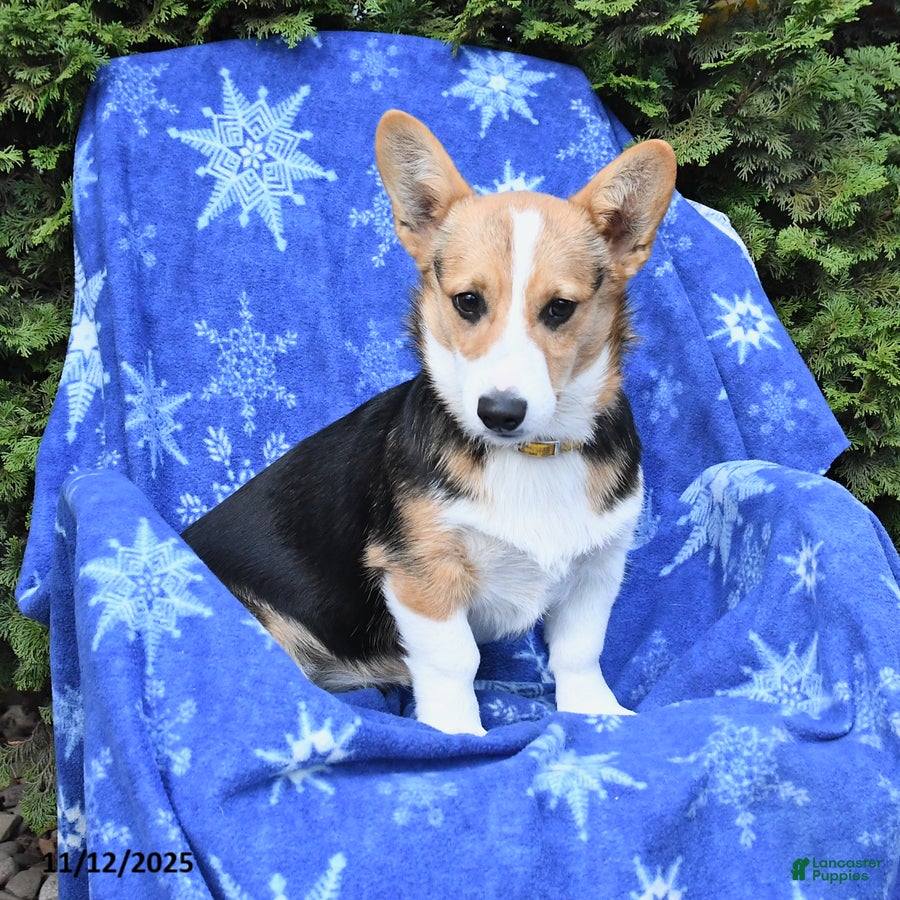 Welsh Corgi Pembroke dogs Secret - Ad 40