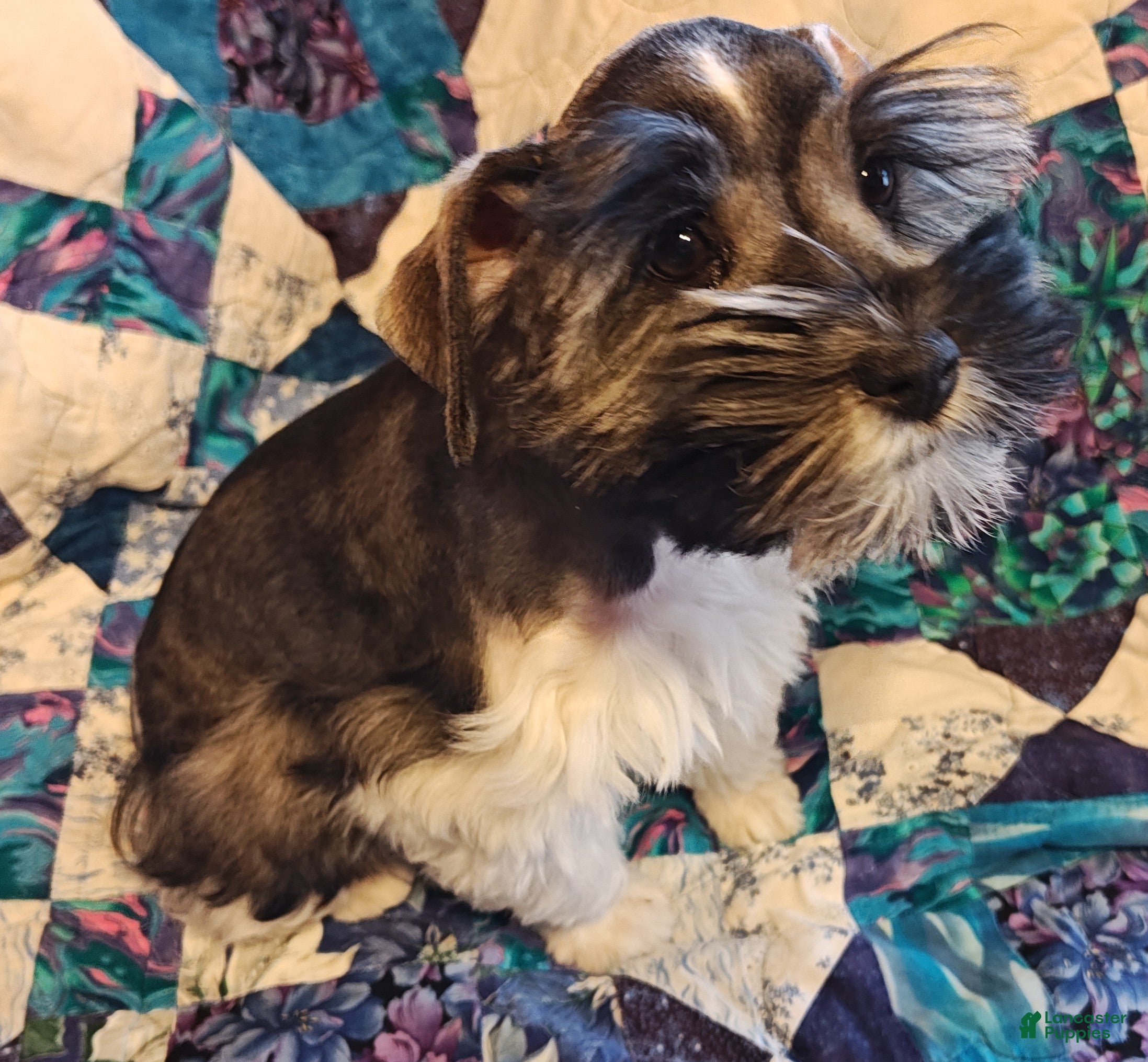 Miniature Schnauzer dogs Miniature Schnauzer Girl 1 - Ad 1