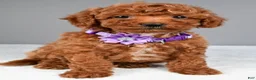 Miniature Poodle dogs for sale: Clover - Ad 7