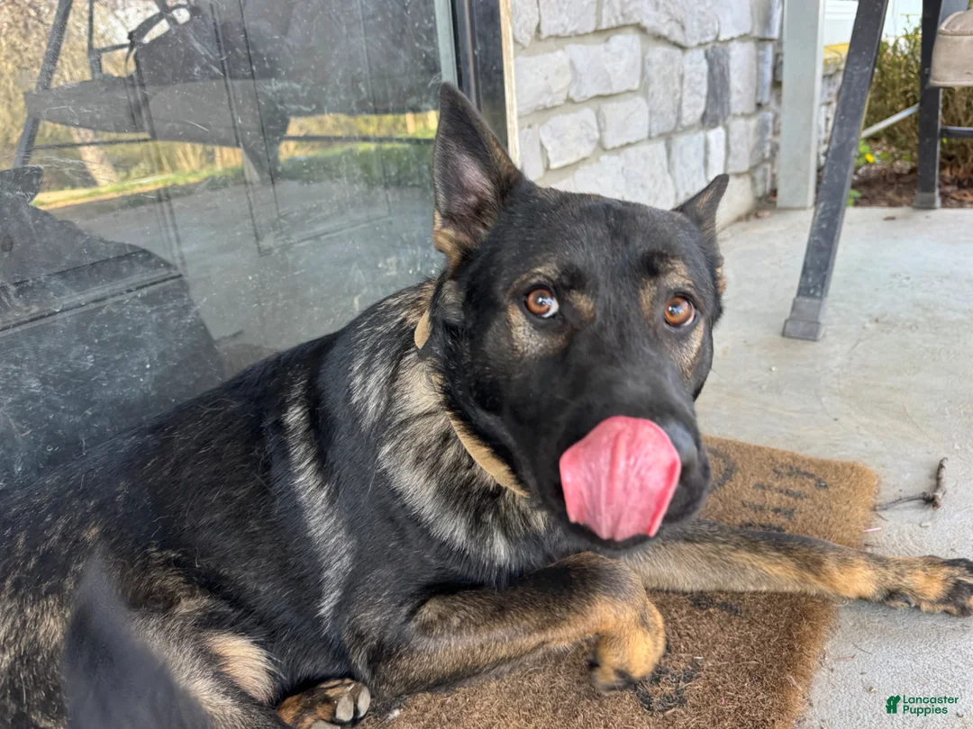 German Shepherd dogs for sale: Skys 1 year old puppy - Ad 2