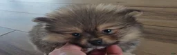 Pomeranian dogs for sale: Pomeranian Puppy 2 - Ad 1