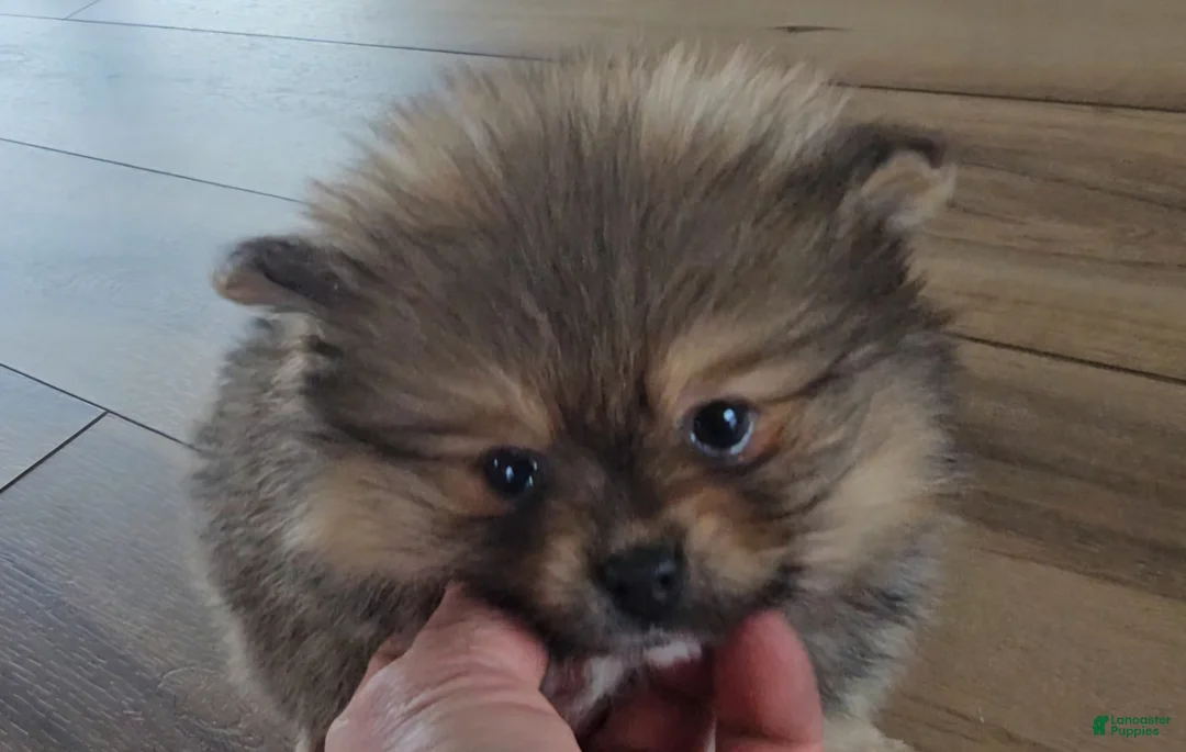 Pomeranian dogs for sale: Pomeranian Puppy 2 - Ad 1