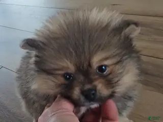Pomeranian dogs for sale: Pomeranian Puppy 2 - Ad 3
