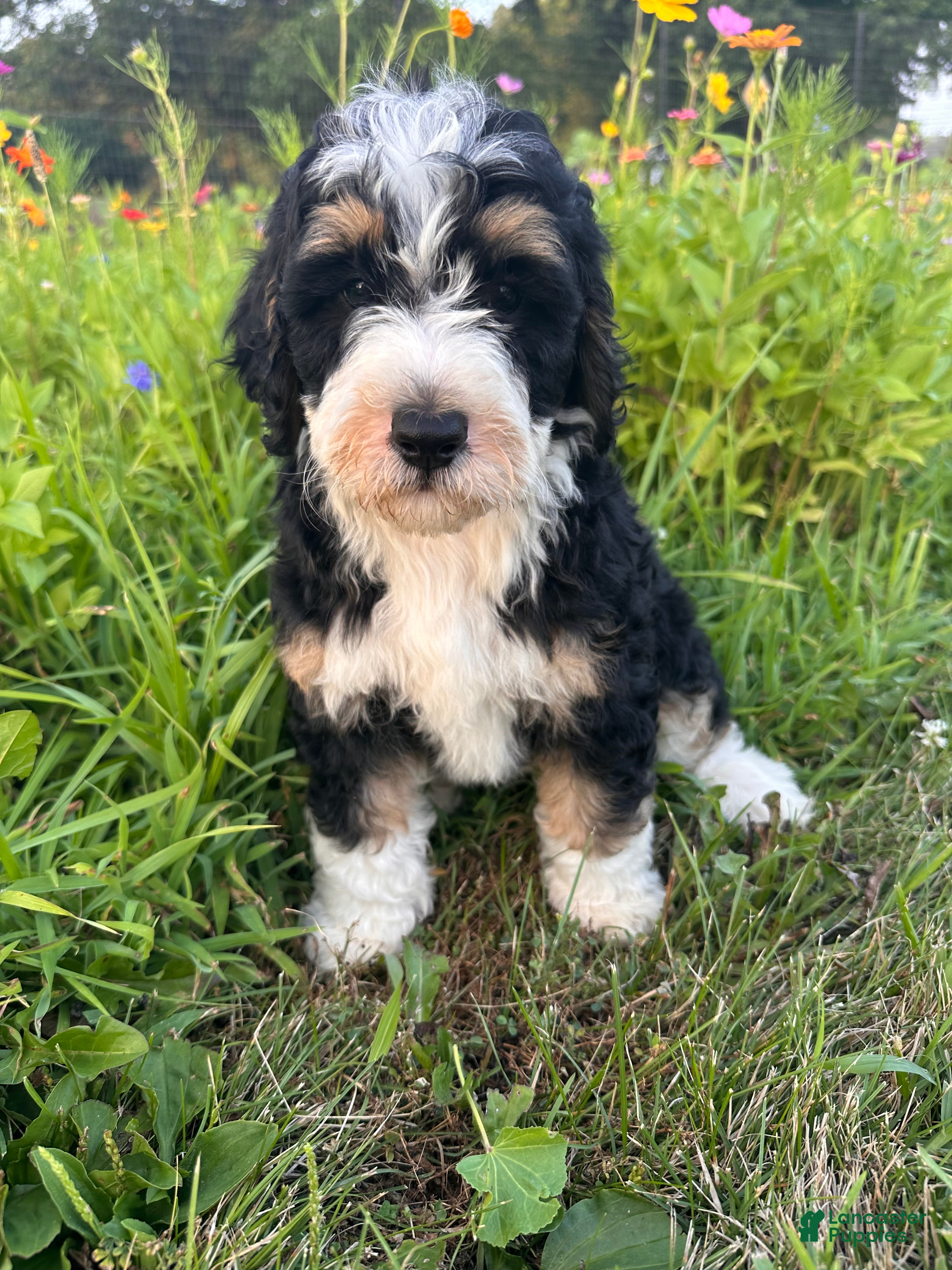 Bernedoodle dogs Rooster - Ad 1
