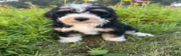 Bernedoodle dogs for sale: Rooster - Ad 1