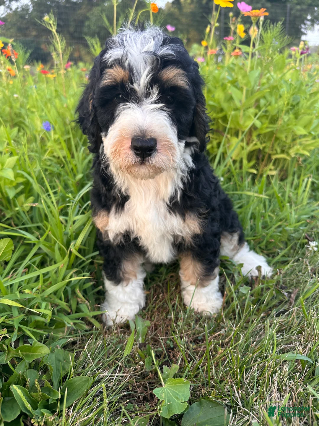 Bernedoodle dogs for sale: Rooster - Ad 1