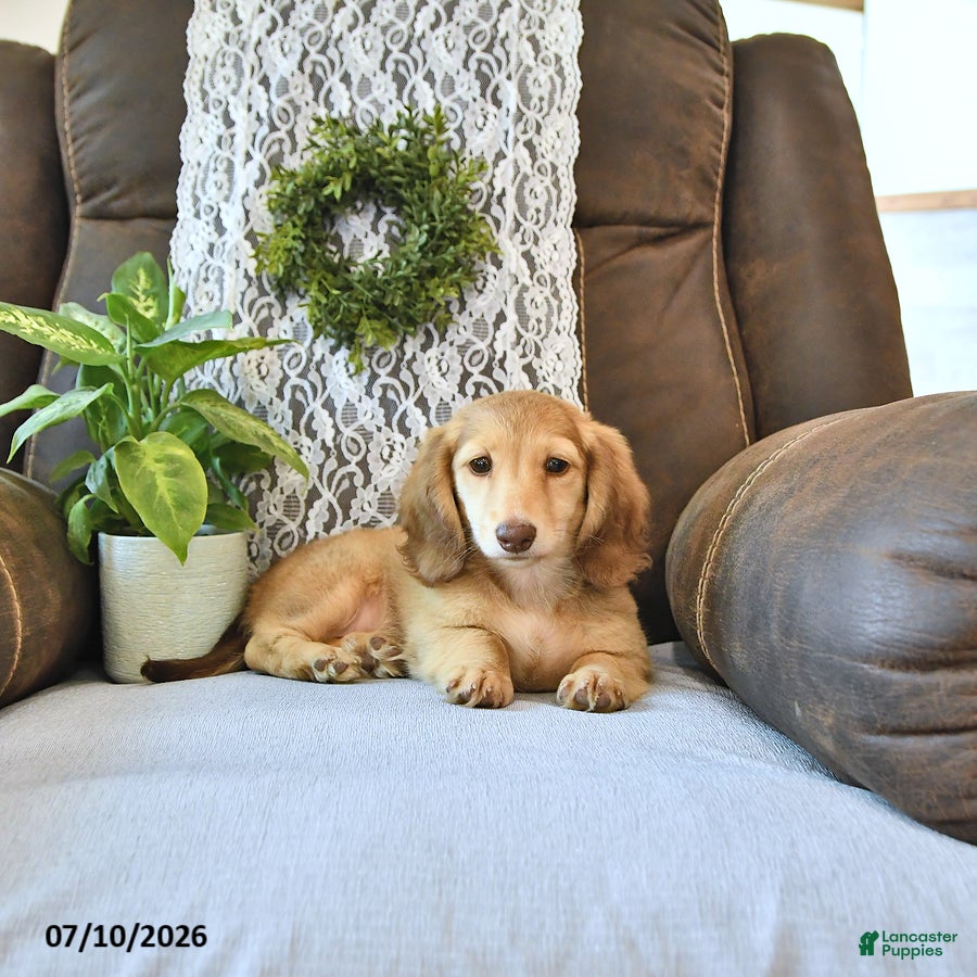 Miniature Dachshund dogs Sadie - Ad 2