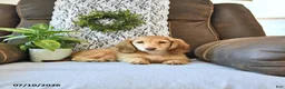 Miniature Dachshund dogs for sale: Sadie - Ad 2