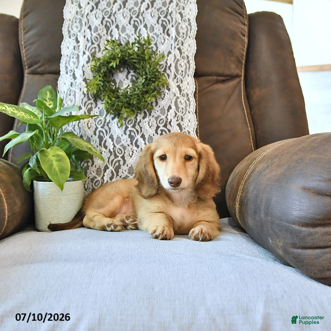 Miniature Dachshund dogs for sale: Sadie - Ad 2